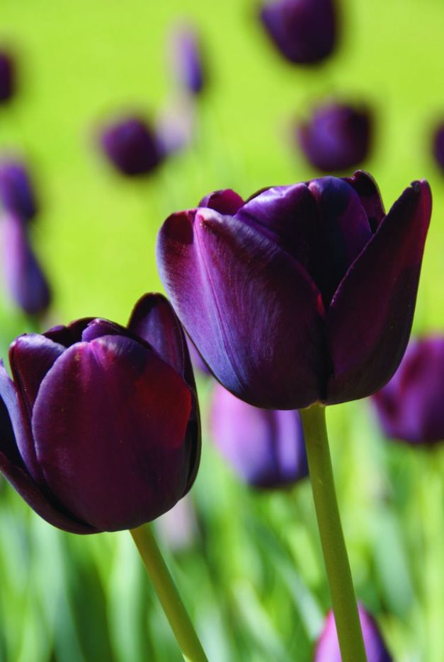 Tulpen Queen of the Night